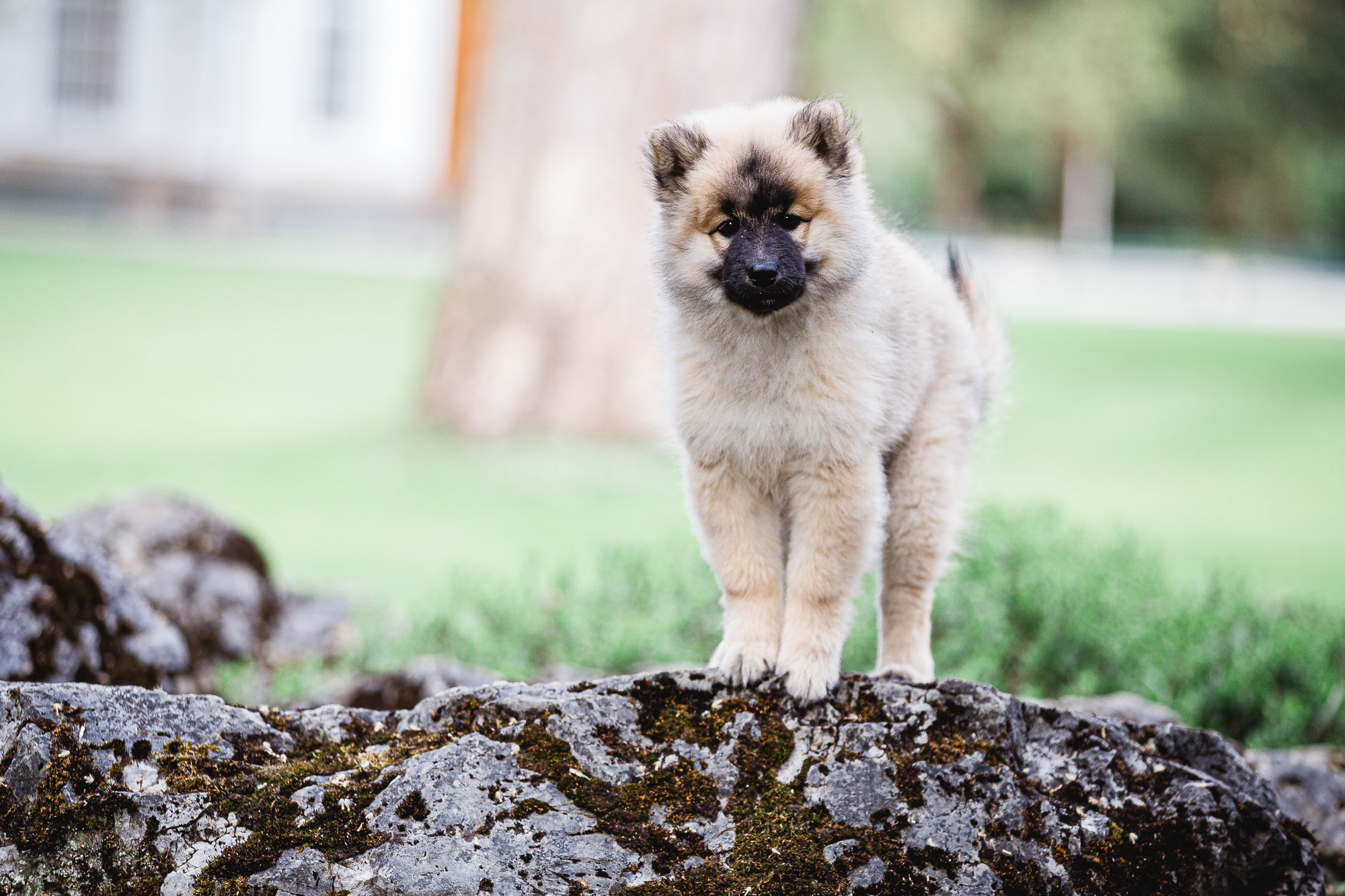 Hundefotograf Innsbruck